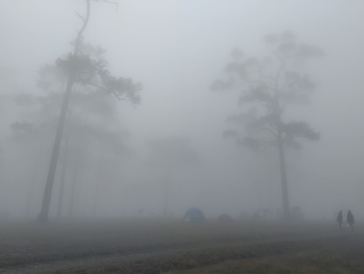 mist, fog, haze, tree, environment, plant, land, morning, nature, beauty in nature, landscape, tranquility, tranquil scene, scenics - nature, forest, drizzle, no people, non-urban scene, sky, outdoors, field, day, dawn, wind, winter, twilight, cold temperature, idyllic, mystery