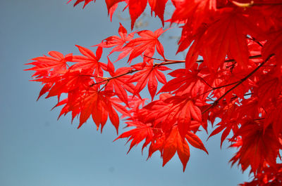 Low angle view of maple leaves against sky