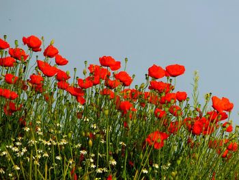 Close-up of red poppy flowers against sky