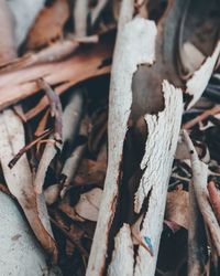 Close-up of dry leaves
