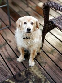 Portrait of dog sitting on hardwood floor