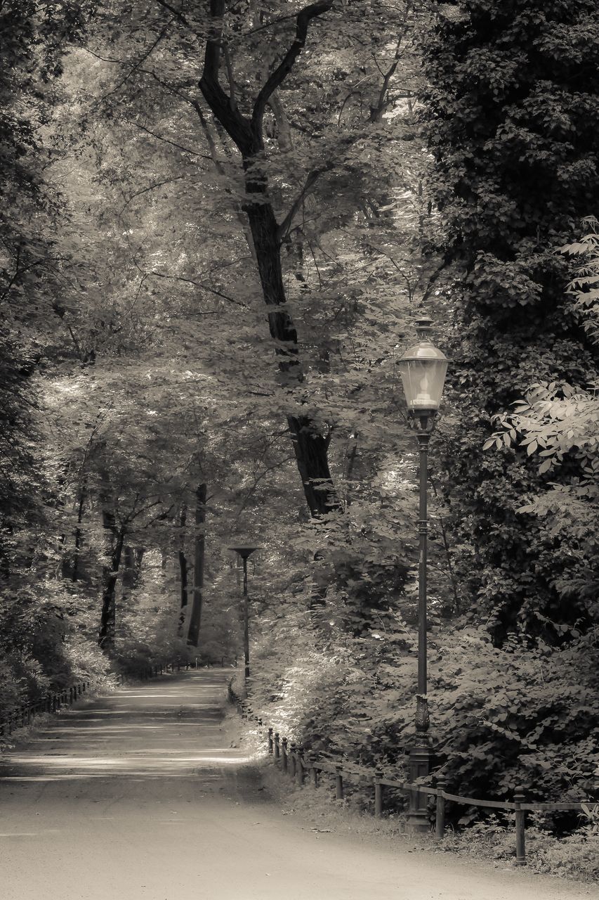 tree, the way forward, growth, nature, footpath, tranquility, diminishing perspective, road, lighting equipment, empty, branch, sunlight, beauty in nature, tree trunk, tranquil scene, street light, no people, outdoors, day, street