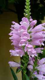 Close-up of pink flowers