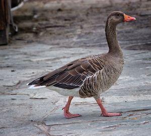 Close-up of bird