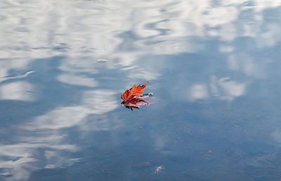 High angle view of leaves in water