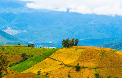 Scenic view of agricultural field against sky