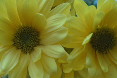 Close-up of yellow flower