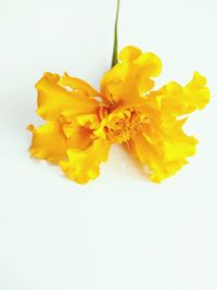 Close-up of yellow daffodil against white background