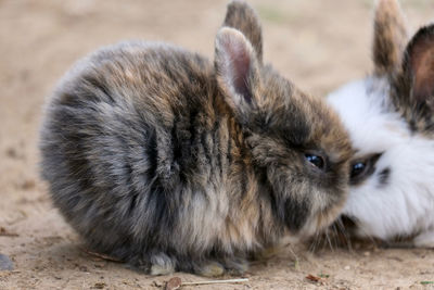 Close-up of a rabbit on field
