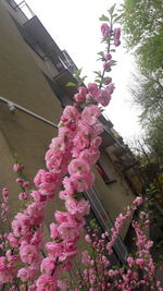 Low angle view of pink flowering plant against building
