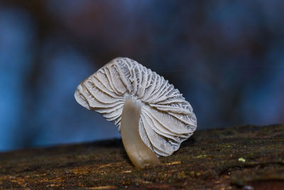 Close-up of white mushroom