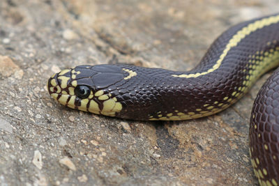 Close-up of lizard