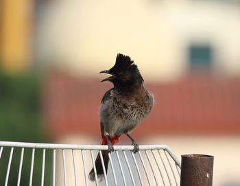 Close-up of bird perching on railing