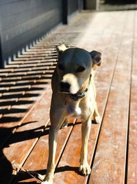 Portrait of dog on wood