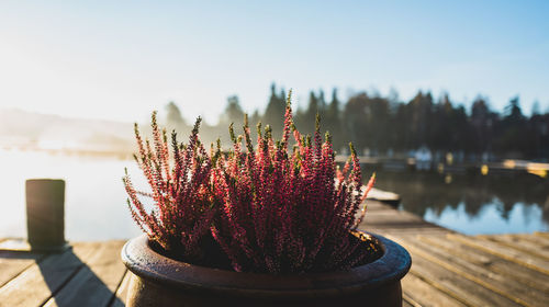 Close-up of potted plant against wooden posts in lake against sky