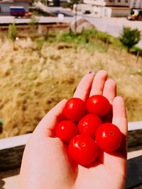Cropped hand holding red berries