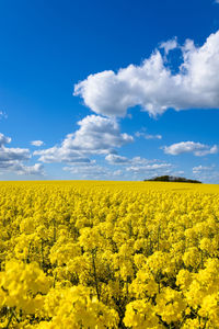 Scenic view of oilseed rape field against sky