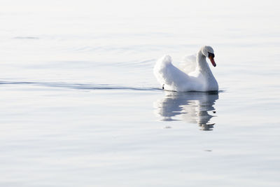 Swan swimming with wings raised