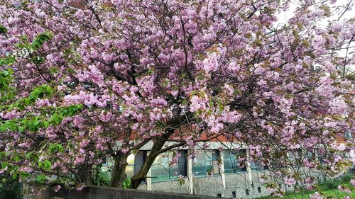 Plants growing on a tree