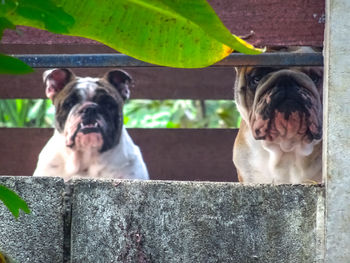 Portrait of dog