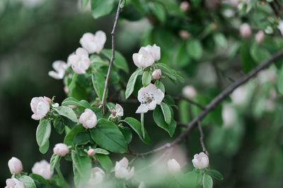 Close-up of white flowering plant