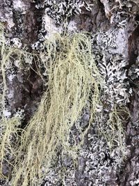 Full frame shot of tree trunk