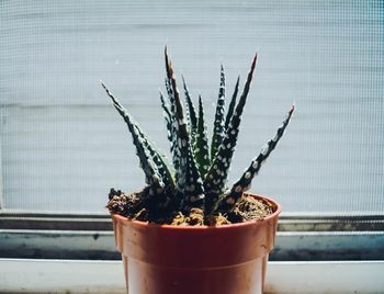 Close-up of potted plant