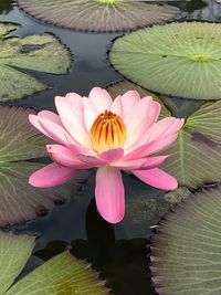 Lotus water lily in lake