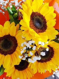 Close-up of sunflower