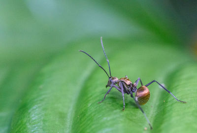 Ant is sitting on a green leaf.