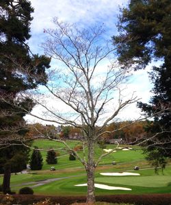 tree