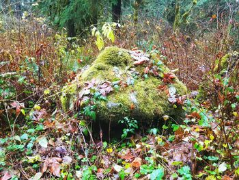 Close-up of plants growing in forest