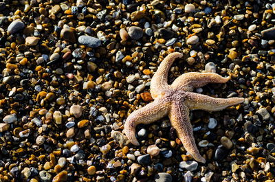 High angle view of dead starfish on rocky shore