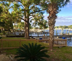 Palm trees by sea