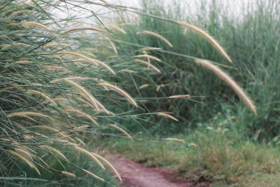 Close-up of crops on field