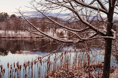 Bare trees against sky during winter