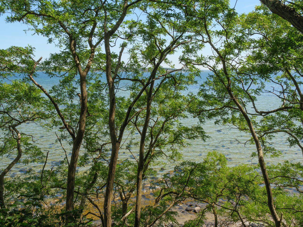 LOW ANGLE VIEW OF TREES GROWING IN FOREST