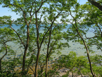 Low angle view of trees growing in forest against sky