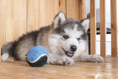 Dog resting on hardwood floor