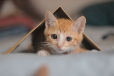 Close-up portrait of a kitten