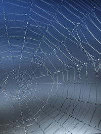 Close-up of water drops on spider web