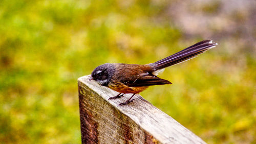 Close-up of bird perching on wooden post