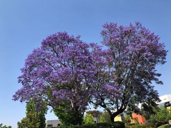 Low angle view of pink flowering plant against sky