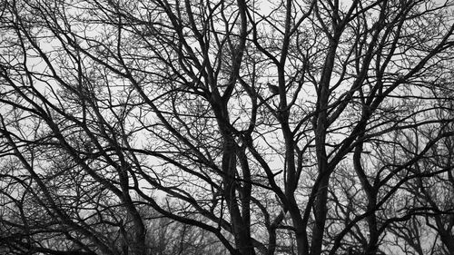 Low angle view of bare trees against sky