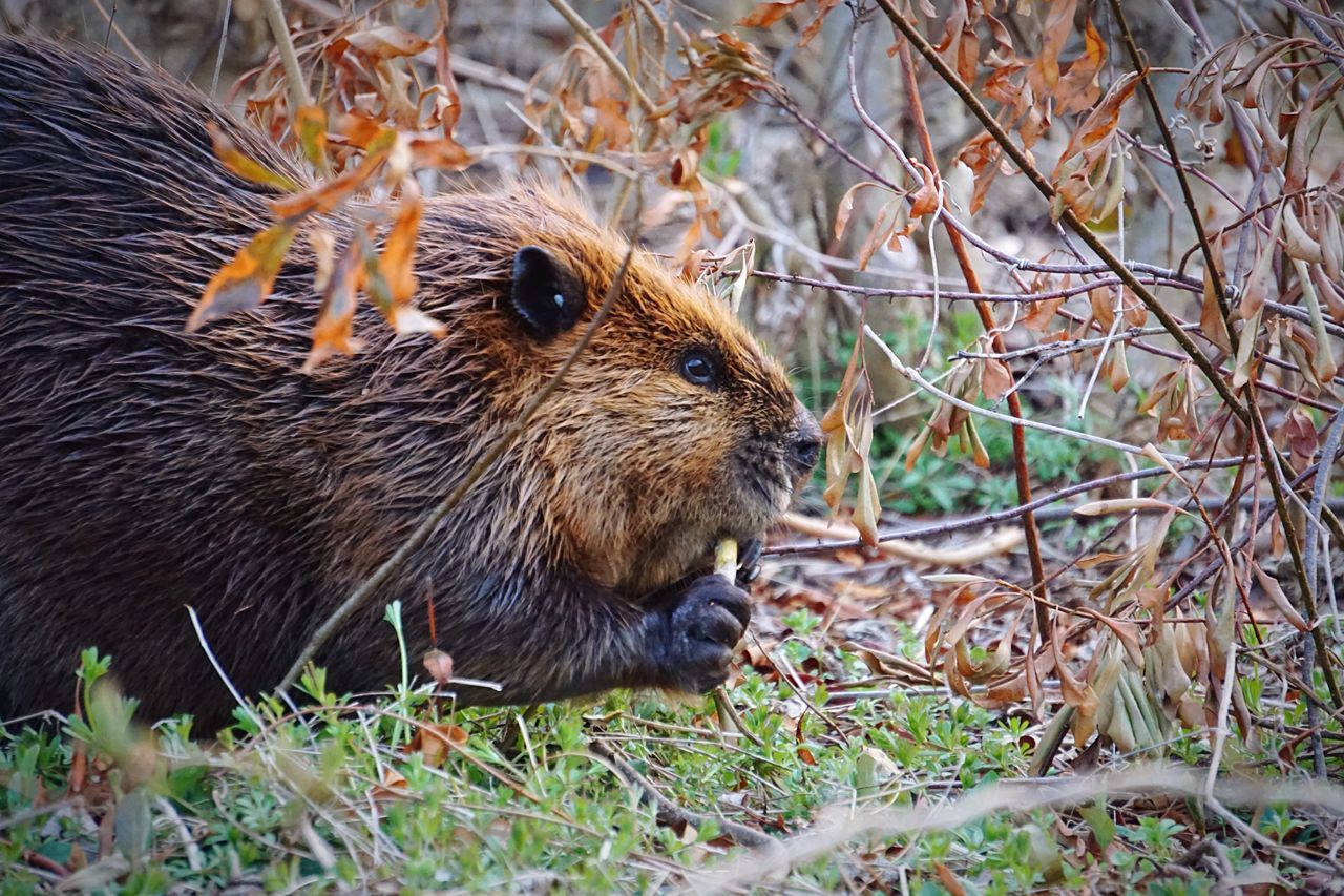 animal themes, one animal, animals in the wild, wildlife, squirrel, mammal, close-up, nature, focus on foreground, rodent, eating, day, field, sitting, forest, outdoors, zoo, branch, relaxation, grass