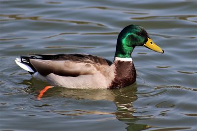 Duck swimming in lake