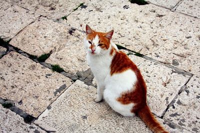 Portrait of ginger cat sitting outdoors