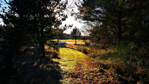 Trees in forest during autumn