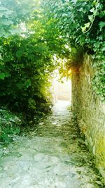 Narrow walkway along trees