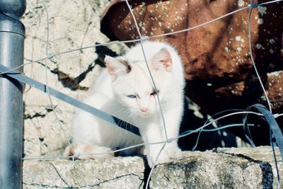 Close-up of cat sitting outdoors